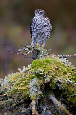 BB 11 0202 / Accipiter nisus / Spurvehauk